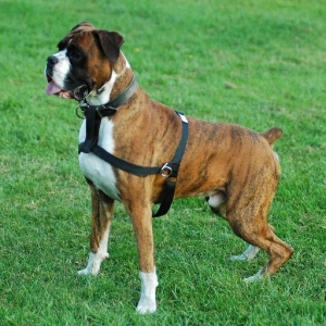 Henri