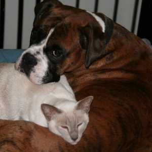Henri and Zeek
