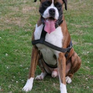Henri - 2.5 years