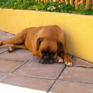 Sugar in her shady spot
