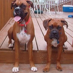 Rocky and Jackson sitting around