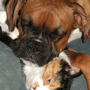 Tyson and Calico