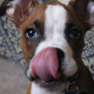 Lickin"