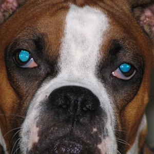 Blue Eyes