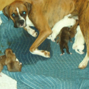 Mamma Dutchess with all 7 pups