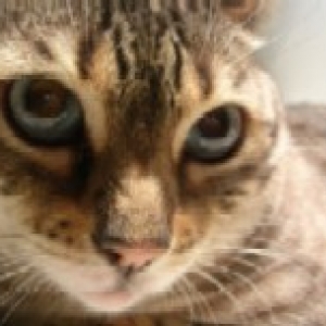 Ms. Kitty