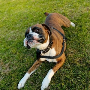 Henri in crawl mode