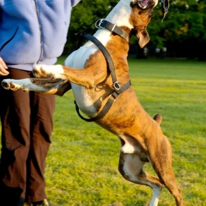Flying