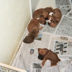 The whole litter.
