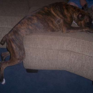 Sleeping while Standing