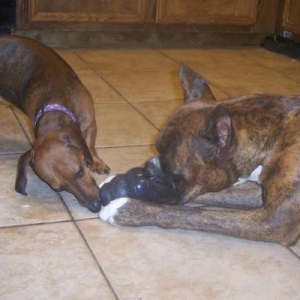 Sharing a Kong.....
