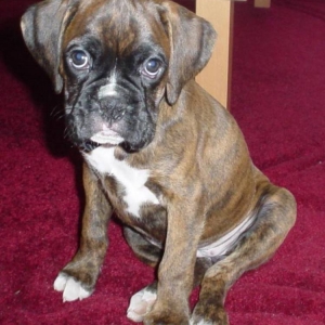 Lucygirl