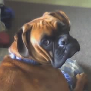 Bruno