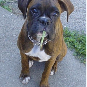 chewin' grass