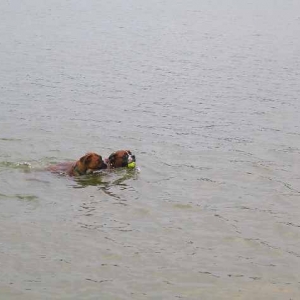 who said boxers dont swim
