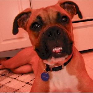 Flea1