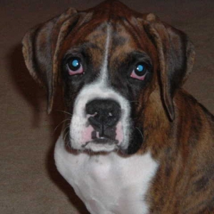 Buster Brown 12-weeks old