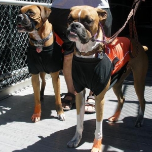 Two beautiful boxers we met at the SF Giants game