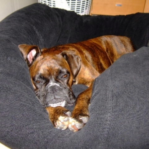 She LOVES her bean bag