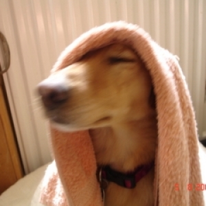 Silly Sable