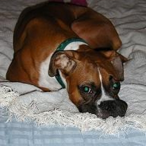 rex_on_bed