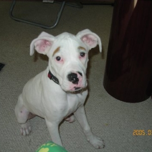 His Cute Puppy Face (Gets away with anything)