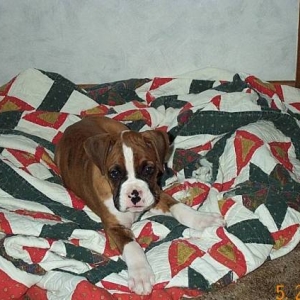 Atlas 8 wks old