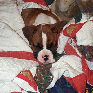 Atlas 8 wks old