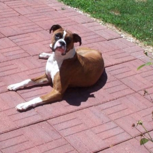 Atlas on patio back yard