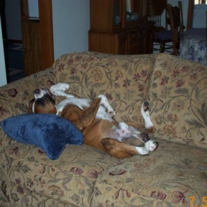 Atlas taking a nap