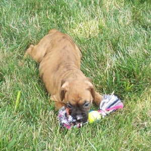 Playing in the yard