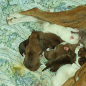 Puppy feeding time