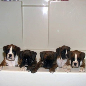 Puppies at 7 wks