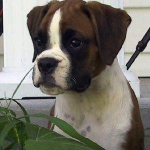 Poppins - 3 months