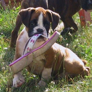 Chipper - 10 wks