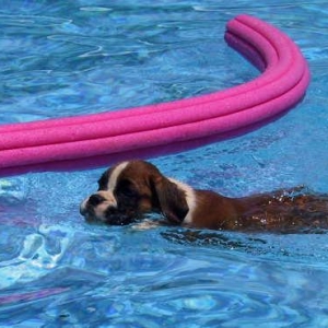 Poppins - 11 wks