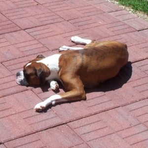 Atlas sunbathing!