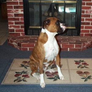 Atlas in front of the fire place!