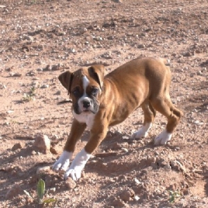 His first day with me at the ranch!