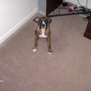 dixie