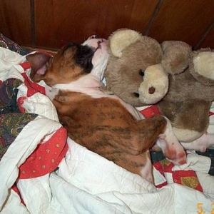 Atlas 8 wks old