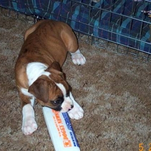 Atlas 8 wks old