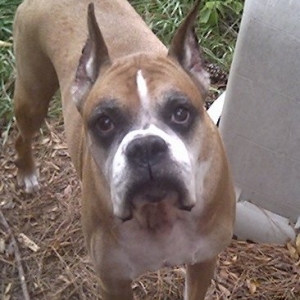 My Dexter!