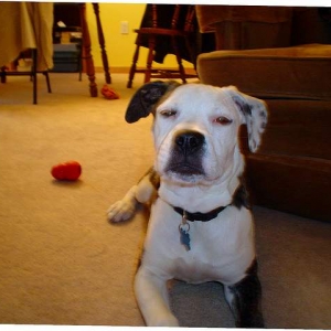 Roxi