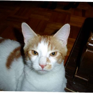 Roxi's brother, Mango