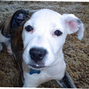 Roxi2