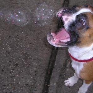 bubbleeater