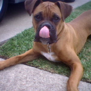 tyson 2