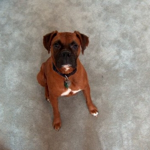 Sit Dallas, sit
