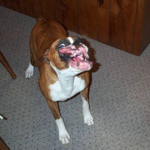 Atlas barking at the camera!